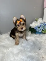 Rika, a female Yorkshire Terrier for sale in Tampa, FL – 9 of 9