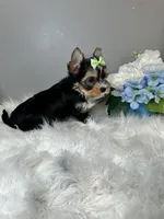 Maki, a female Yorkshire Terrier for sale in Tampa, FL – 5 of 6