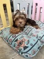 Luca, a male Yorkshire Terrier for sale in Tampa, FL – Photo 3 of 7