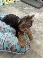 Luca, a male Yorkshire Terrier for sale in Tampa, FL – Photo 2 of 7
