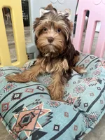Luca, a male Yorkshire Terrier for sale in Tampa, FL – Photo 6 of 7