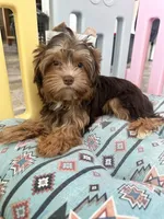 Luca, a male Yorkshire Terrier for sale in Tampa, FL – Photo 1 of 7
