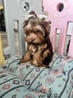 Luca, a male Yorkshire Terrier for sale in Tampa, FL – Photo 4 of 7
