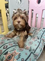 Luca, a male Yorkshire Terrier for sale in Tampa, FL – Photo 7 of 7