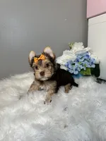 Rika, a female Yorkshire Terrier for sale in Tampa, FL – 8 of 9