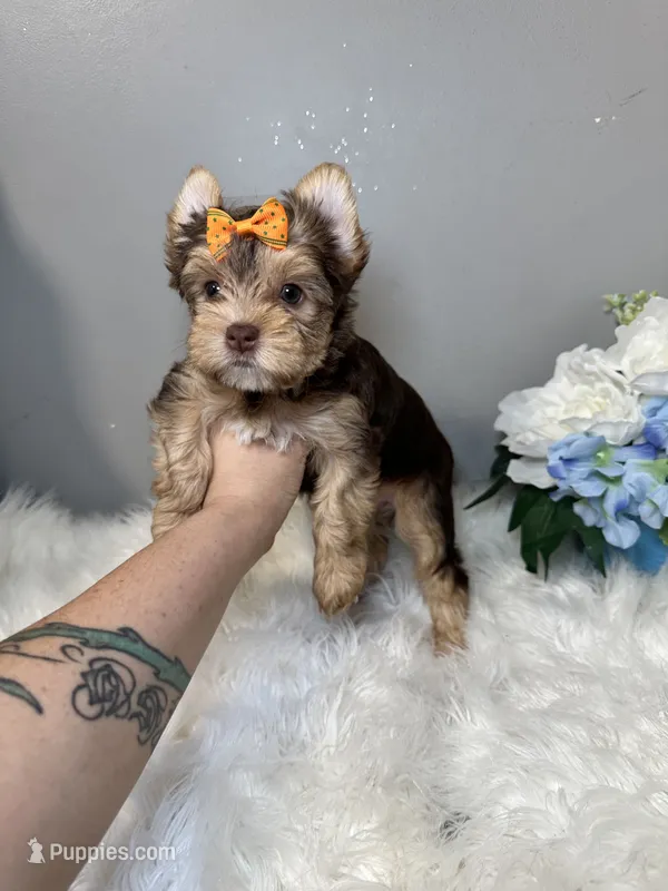 Rika – Yorkshire Terrier puppy for sale in Tampa, FL