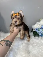 Rika, a female Yorkshire Terrier for sale in Tampa, FL – 1 of 9