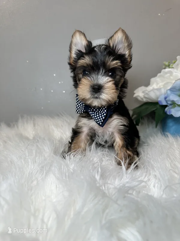 Yuta – Yorkshire Terrier puppy for sale in Tampa, FL