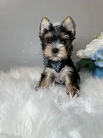 Yuta, a male Yorkshire Terrier for sale in Tampa, FL – 1 of 8