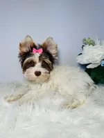 Cora, a female Yorkshire Terrier for sale in Tampa, FL – 1 of 6