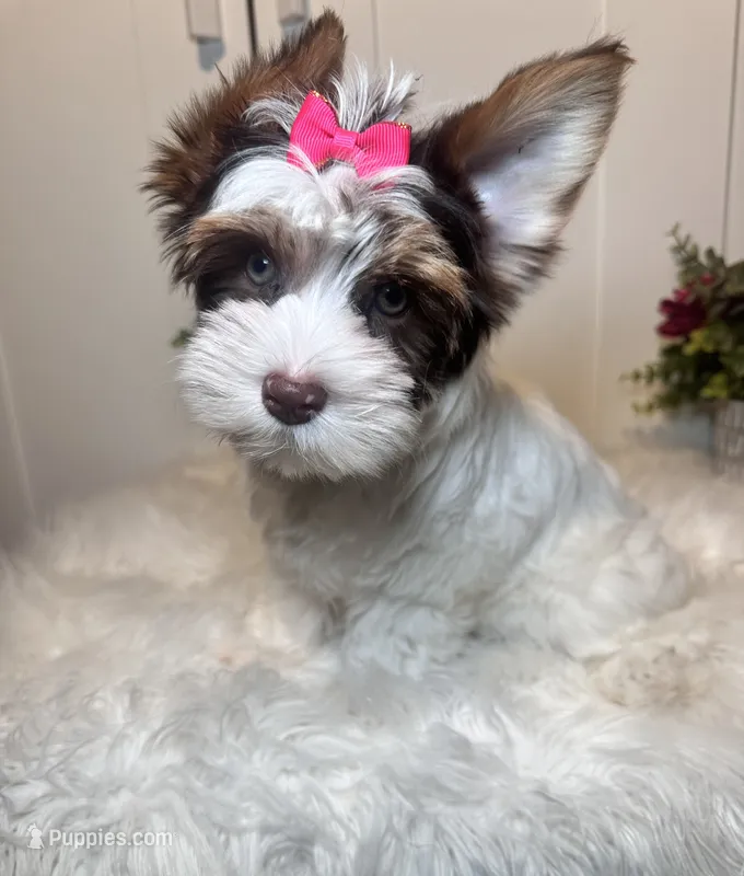 Cora – Yorkshire Terrier puppy for sale in Tampa, FL
