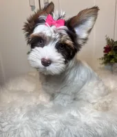 Cora, a female Yorkshire Terrier for sale in Tampa, FL – 9 of 9