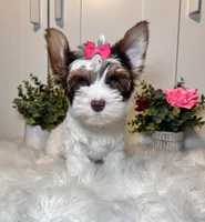 Cora, a female Yorkshire Terrier for sale in Tampa, FL – 4 of 9