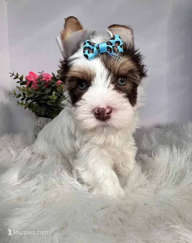 Cora – Yorkshire Terrier puppy for sale in Tampa, FL