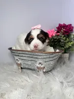 Cora, a female Yorkshire Terrier for sale in Tampa, FL – Photo 6 of 7