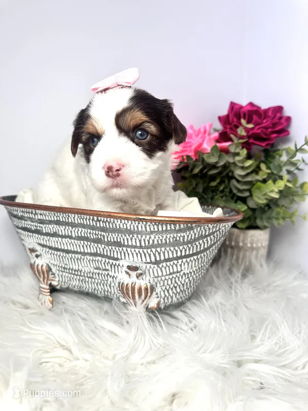 Cora – Yorkshire Terrier puppy for sale in Tampa, FL