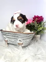 Cora, a female Yorkshire Terrier for sale in Tampa, FL – Photo 1 of 7