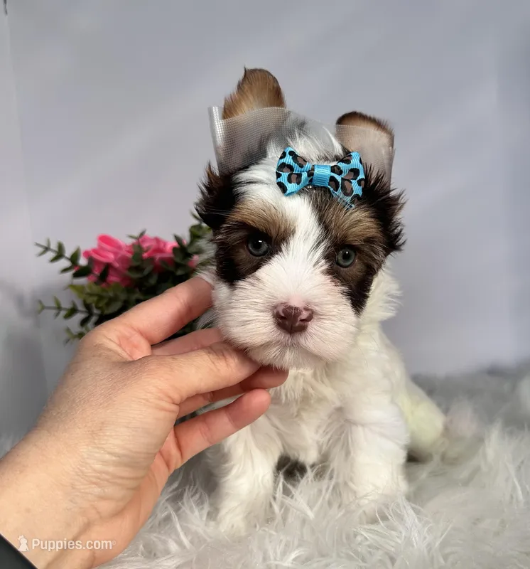 Cora – Yorkshire Terrier puppy for sale in Tampa, FL