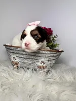 Cora, a female Yorkshire Terrier for sale in Tampa, FL – Photo 5 of 7