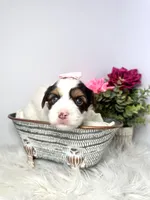 Cora, a female Yorkshire Terrier for sale in Tampa, FL – Photo 7 of 7