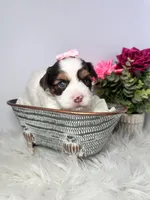 Cora, a female Yorkshire Terrier for sale in Tampa, FL – Photo 4 of 7