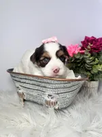 Cora, a female Yorkshire Terrier for sale in Tampa, FL – Photo 3 of 7