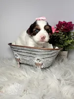 Cora, a female Yorkshire Terrier for sale in Tampa, FL – Photo 2 of 7