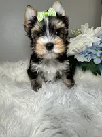 Maki, a female Yorkshire Terrier for sale in Tampa, FL – 6 of 6