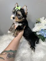 Maki, a female Yorkshire Terrier for sale in Tampa, FL – 3 of 6