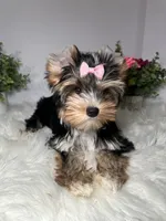 Maki, a female Yorkshire Terrier for sale in Tampa, FL – 3 of 8