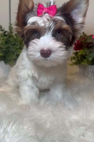 Cora, a female Yorkshire Terrier for sale in Tampa, FL – 8 of 9