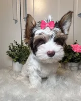 Cora, a female Yorkshire Terrier for sale in Tampa, FL – 6 of 9