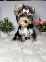 Maki, a female Yorkshire Terrier for sale in Tampa, FL – 4 of 8