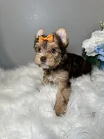 Rika, a female Yorkshire Terrier for sale in Tampa, FL – 4 of 9
