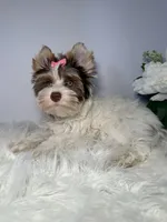 Cora, a female Yorkshire Terrier for sale in Tampa, FL – 5 of 6