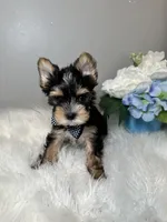 Yuta, a male Yorkshire Terrier for sale in Tampa, FL – 2 of 8