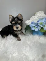 Yuta, a male Yorkshire Terrier for sale in Tampa, FL – 5 of 8