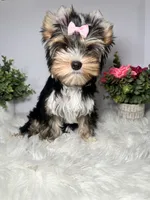 Maki, a female Yorkshire Terrier for sale in Tampa, FL – 7 of 8