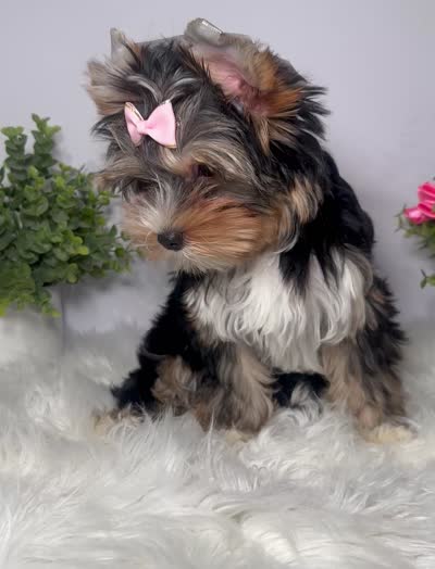 Maki, a female Yorkshire Terrier for sale in Tampa, FL – 8 of 8