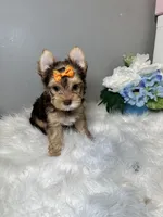 Rika, a female Yorkshire Terrier for sale in Tampa, FL – 7 of 9