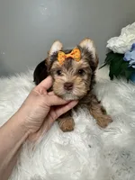 Rika, a female Yorkshire Terrier for sale in Tampa, FL – 5 of 9