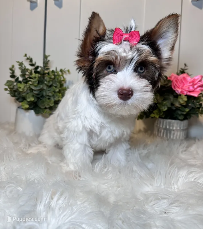 Cora – Yorkshire Terrier puppy for sale in Tampa, FL