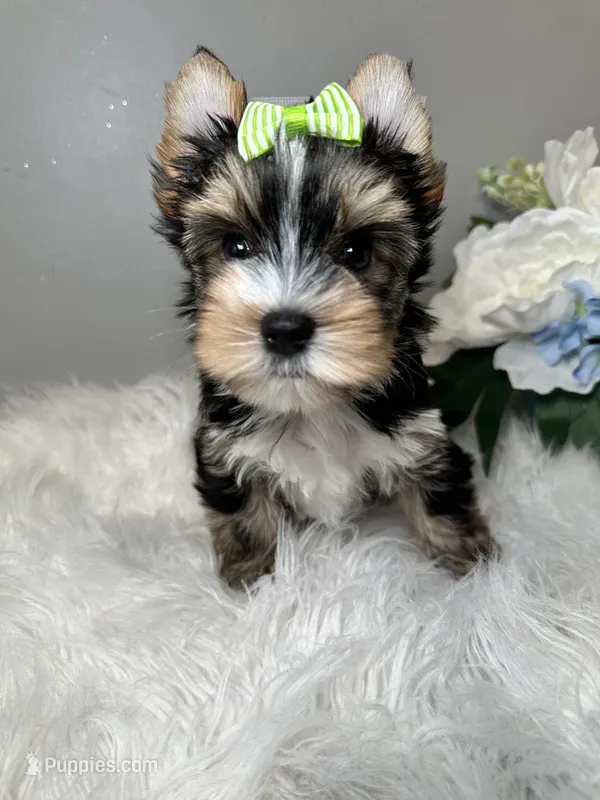 Maki – Yorkshire Terrier puppy for sale in Tampa, FL