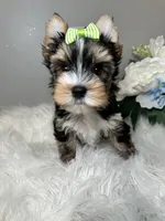 Maki, a female Yorkshire Terrier for sale in Tampa, FL – 1 of 6