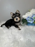 Yuta, a male Yorkshire Terrier for sale in Tampa, FL – 8 of 8