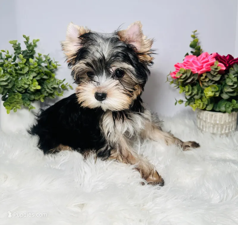 Yuta (súper Tiny boy) – Yorkshire Terrier puppy for sale in Tampa, FL