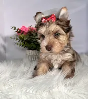 Aria, a female Yorkshire Terrier for sale in Tampa, FL – Photo 3 of 7