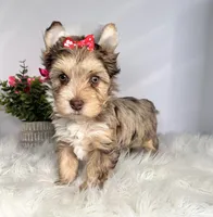 Aria, a female Yorkshire Terrier for sale in Tampa, FL – Photo 5 of 7
