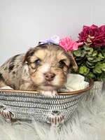 Aria, a female Yorkshire Terrier for sale in Tampa, FL – Photo 6 of 9