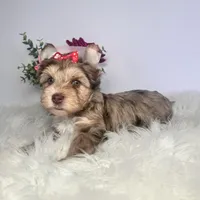 Aria, a female Yorkshire Terrier for sale in Tampa, FL – Photo 4 of 7